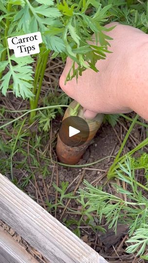 Fruit Planting, Raised Veggie Gardens, Garden Tricks, How To Plant Carrots, Growing Carrots, Planting Tips, Living Off The Land, Fall Garden, Fruit Plants