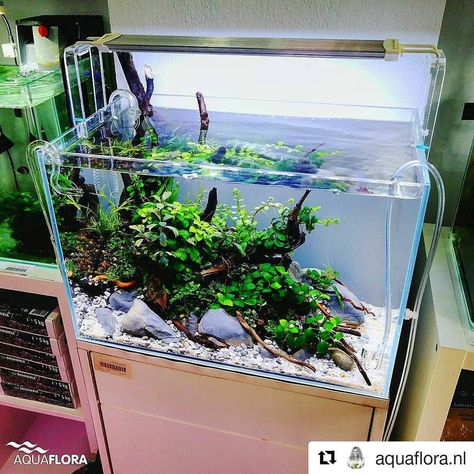 Aqua Scape, Aquarium Inspiration, Oscar Fish, Aqua Tank, Amazing Aquariums, Aquascape Design, Betta Aquarium, Tropical Freshwater Fish, Aquarium Terrarium