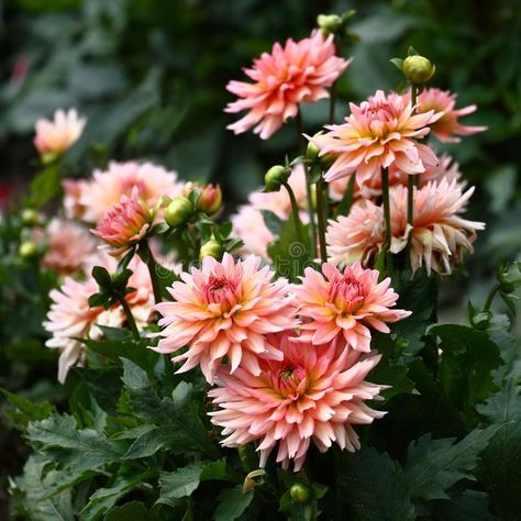 Flowers Dahlias, Color Image, Dahlia Flower, Flower Bed, Flower Beds, Cottage Garden, A Flower, Dahlia, Pink Color