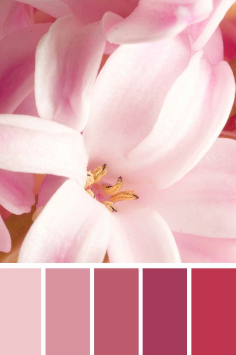 A close-up of delicate flower petals in a light pink color palette. The soft, pastel tones emphasize the gentle beauty and intricate details of the bloom. Light Pink Color Palette, Color Scheme Generator, Pink Color Palette, Summer Soft, Color Palette Pink, Different Shades Of Pink, Palette Color, Color Harmony, Light Pink Color