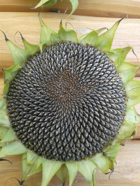 Harvest Sunflower seeds DIY Harvest Sunflower Seeds, Harvesting Sunflower Seeds, Sunflower Seeds, Diy Garden, Braided Rugs, Sunflower, Seeds, Flowers, Quick Saves