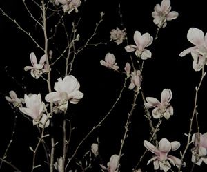 flowers, black, and dark image Jamie Lannister, Dark Feeds, Margaery Tyrell, Cersei Lannister, Dark Paradise, Look Retro, Hades And Persephone, Flowers Black, Arya Stark