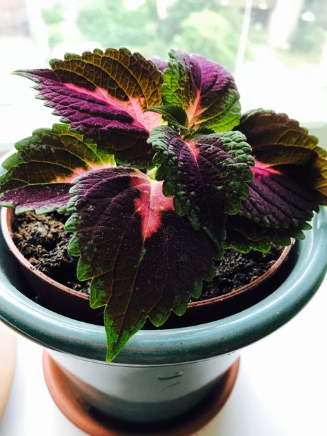 Coleus Tree, Coleus Scutellarioides, Coleus Plants, Houseplant Collection, Courtyard Gardens Design, China Rose, Decoration Wedding, Courtyard Garden, Plant Collection