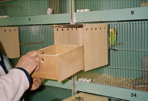 Budgie Nesting Box Diy, Nesting Box Plans, Breeding Budgies, Aviary Design, Budgie Nest Box, Nesting Boxes Diy, African Lovebirds, Diy Bird Cage, Parakeet Cage