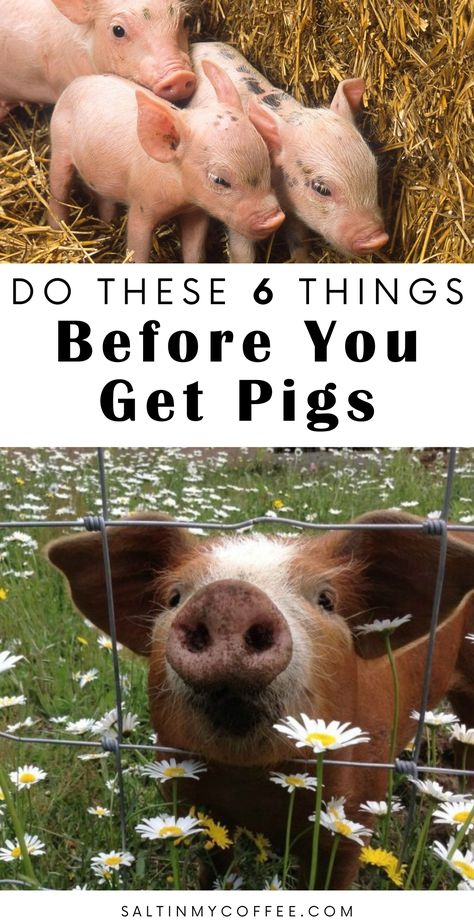 Pig Breeds, Raising Pigs, Raising Farm Animals, Pig Pen, Farm Plans, Future Farms, Mini Pigs, Pig Farming