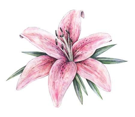 Lily Tattoo Designs, Lilly Flower Tattoo, Water Lily Tattoos, Pink Lily Flower, Lillies Tattoo, Lily Tattoo Design, Lilies Drawing, Lily Flower Tattoos, Lilly Flower