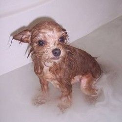 How Often Should You Bathe your Yorkie Yorkie Puppy Haircuts, Yorkie Puppy Care, Mini Yorkie, Yorkie Haircuts, Teacup Yorkie Puppy, Yorkie Terrier, Teacup Yorkie, Hypoallergenic Dogs, Yorkie Dogs