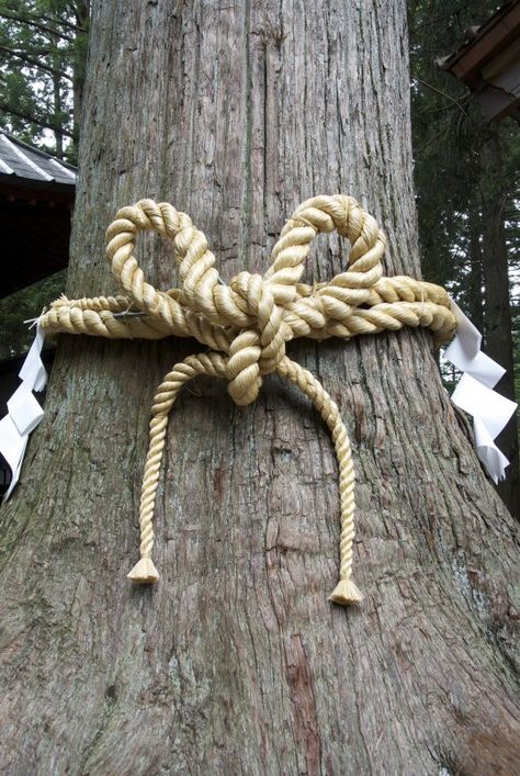 Nicely wrapped sacred tree on the island of Shiraishi Japanese Ropes, Tree Rope, Japanese Style Garden, Snake Tank, Japanese Shrine, Random Places, Japanese Tree, Edo Era, Landscape Inspiration