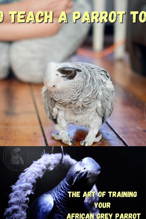 African Grey Parrot Toys, Timneh African Grey, Bird Training, Parrot Care, Parrot Feather, Grey Parrot, African Grey Parrot, Stay Consistent, Parrot Toys