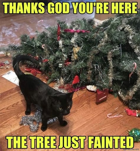 Thanks God you're here. The tree just fainted. #Meme #CatMeme #Memes #CatMemes #FunnyMeme #FunnyCatMeme #FunnyMemes #FunnyCatMemes #CatMom #CatDad #CatMoms #CatDads #CatParent #CatParents #CatOwner #PetOwner #PetOwners #CatLover #FelineLover #CatLovers #FelineLovers #PetLovers #CatOwners #PetMeme #PetMemes #FunnyPetMeme #FunnyPetMemes #CatChristmas #CatChristmasMeme #FelineChristmas #FelineChristmasMeme #CatChristmasTree #FelineChristmasTree #CatChristmasTreeMeme #FelineChristmasTreeMeme Funny Christmas Tree, Cat Christmas Tree, Cat People, Funny Cat Memes, Christmas Tree With Gifts, Christmas Cat, Silly Cats, Top 20, Cat Photo