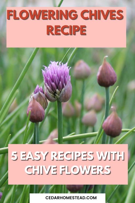 chives flower Harvesting Chives, Chive Flowers Recipe, Chives Flowers, Homestead Tips, Chive Seeds, Chives Recipe, Chives Plant, Chive Flower, Garden Front Of House