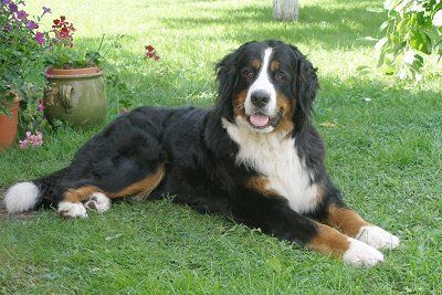 Bernice Mountain Dog, Quiet Dog Breeds, Mountain Dog Breeds, Burmese Mountain Dogs, Bernese Mountain Dog Puppy, Mountain Dog, Bernese Mountain, Losing A Dog, Puppy Pictures