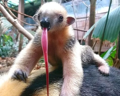 A baby tamandua, or anteater, named Poco sticks out its tongue. ZSL London Zoo is celebrating the creature’s surprise birth after they found a male to be the companion of its mother Ria last October. Eye Bleach, London Zoo, Animals Amazing, Unusual Animals, Rare Animals, Weird Animals, Sweet Animals, Animal Planet, Exotic Pets