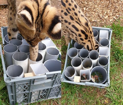 This! For everyone! Pvc Feeder, Pet Food Store, Enrichment Projects, Zoo Toys, Dog Training Tools, Serval Cats, Cat Patio, Wild Animals Photos, Diy Cat Toys