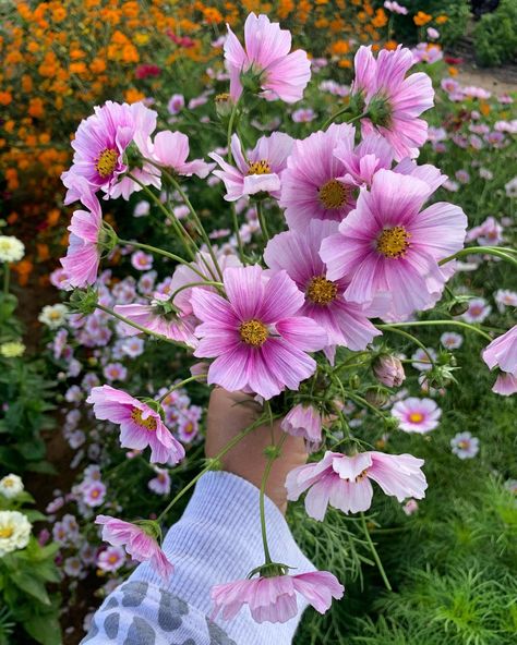 “Daydream Cosmos” by Garden Answer Garden Answer, Christian Living, Flower Seeds, Beautiful Butterflies, Bird Houses, Secret Garden, Fairy Garden, Cosmos, To Grow