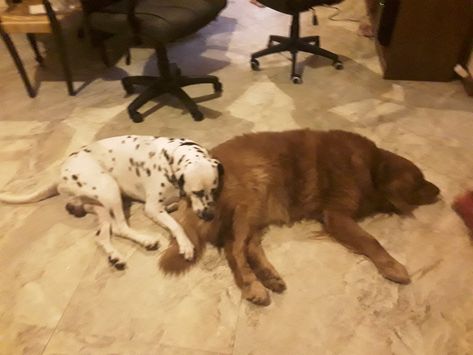 Golden Retriever And Dalmation, I Miss You, My Boys, Miss You, Golden Retriever, I Want, Dogs, Animals