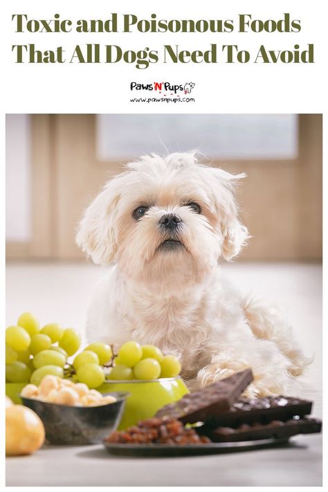 Foods Dogs Cant Have, Toxic For Dogs, Dangerous Foods For Dogs, Toxic Foods For Dogs, Food For Dogs, Toxic Foods, Group Of Dogs, Dog Nutrition, Serious Illness