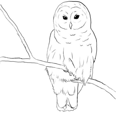 Barred Owl Drawing Owl Drawing Simple, Cute Owl Drawing, Drawing Owl, Owl Drawings, Owl Outline, Barn Owl Art, Simple Owl, Drawing Birds, Owl Sketch