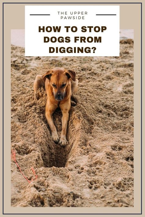 THE-UPPERPAWSIDE-dog Stop Dogs From Digging, Dog Digging, Digging Holes, Dog Behavior Problems, Dog Training Treats, Dog Training Advice, Dog Brain, Dog Training Videos, Dog Training Techniques