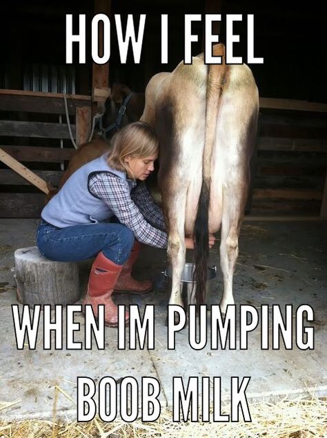 Breastfeeding pumping meme hilarious Milk A Cow, Milking Cow, Milking Cows, Cow Tipping, Makes The Heart Grow Fonder, Fox Farm, Milk The Cow, Dairy Cattle, Dairy Cows