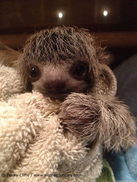 adorable sloth ... Sloth Life, Baby Minnie, Baby Sloth, Cute Sloth, Baby Animals Funny, Cute Animal Pictures, Cute Creatures, Sweet Animals, Animal Photo