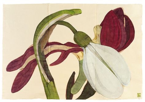 Sarah Graham Sarah Graham Artist, Sarah Graham, Natural History Illustration, History Illustration, Botanical Painting, Botanical Illustrations, Botanical Drawings, Art Flowers, Watercolor And Ink