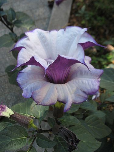 Angel's Trumpet, Angel Trumpet, Moon Garden, Unusual Flowers, Beautiful Flowers Garden, Rare Flowers, Favorite Flowers, Moon Flower, Unique Flowers