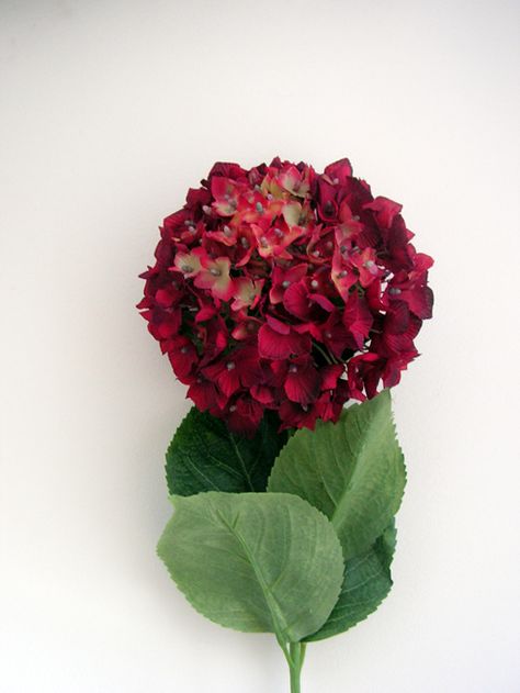 Red Hydrangea Bouquet, Maroon Hydrangea, Antique Hydrangea, French Hydrangea, Couples Inspiration, Flower Paint, Plant Arrangements, Red Hydrangea, Hypericum Berries