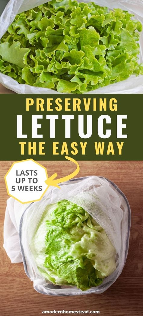 Salads Lettuce, Romaine Lettuce Recipe, Storing Lettuce, Lettuce Salad Recipes, Lettuce Recipes, Wilted Lettuce, Eating Fresh, Lettuce Wrap Recipes, Lettuce Salad