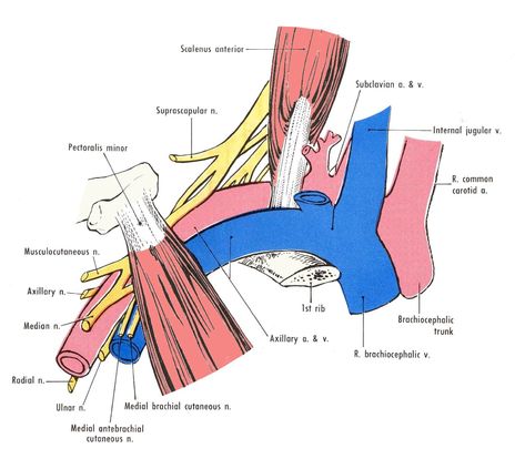 The relationships of the brachial plexus and the axillary vessels. Note that the subclavian artery and vein are separated by the scalenus anterior. Subclavian Vein, Axillary Artery, Teres Major, Brachial Plexus, Medical Assisting, Subclavian Artery, Scrub Tech, Arteries And Veins, Medical School Essentials