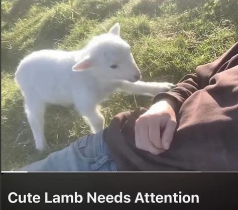 Cute lamb needs attention Cute Lamb, Boogie Woogie, On Instagram, Instagram