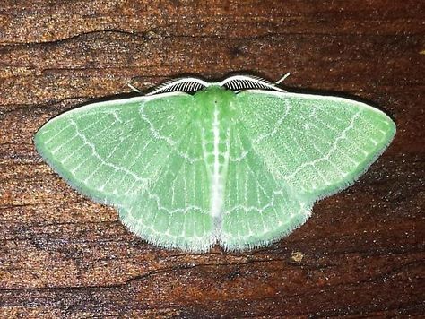 Emerald Moth Tattoo, Emerald Moth, Moth Drawing, Lunar Moth, Cool Bugs, Moth Tattoo, What To Draw, April 2024, Autumn Aesthetic