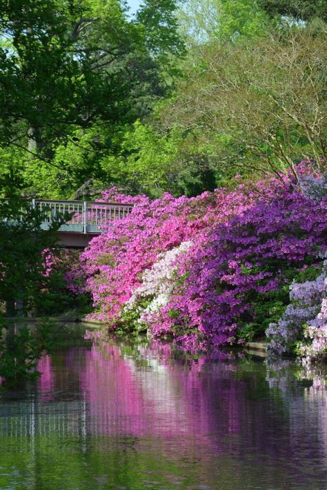 Swamp Azalea, Azalea Tree, Azaleas Landscaping, Azalea Garden, Southern Gardens, Southern Beauty, Azalea Bush, Destination Imagination, Azaleas Garden