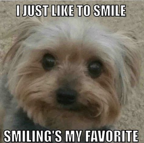 14 Funny Yorkshire Terrier Memes That Will Make You Smile! | Page 2 of 3 | PetPress Yorkie Pictures, Maltese Yorkie, Pets Stuff, Yorkshire Terrier Haircut, Top Dog Breeds, Attitude Adjustment, Schnauzer Puppies, Yorkie Mix, Yorkie Lovers