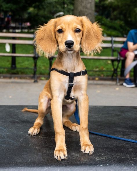 The Dogist on Twitter: "I’m currently calling him Bloopie”, Golden Cavalier (Golden Retriever/Cavalier King Charles Spaniel mix; 4 m/o), Washington Square Park, New York, NY • “The sweetest, softest dog imaginable. Likes to chew on shoes and furniture – the standards.”… https://t.co/RPiZNqlZn2" Golden Cavalier, Cocker Spaniel Golden Retriever Mix Dogs, Cavalier King Charles Spaniel Puppy, Charles Spaniel Puppy, King Charles Spaniel Puppy, Black And Tan Cavalier King Charles, Black And Tan Cavalier, Cavalier Dog, Cavalier King Charles Spaniel Blenheim