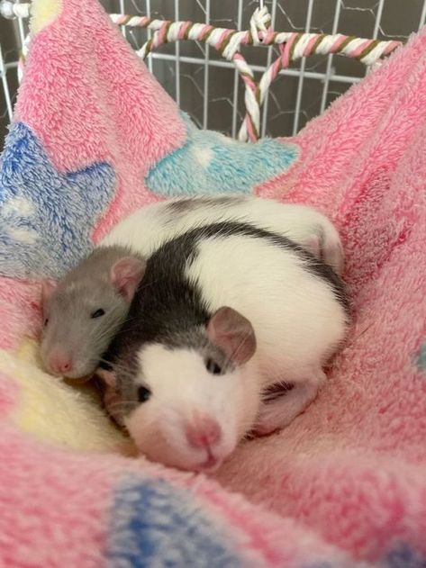 Dumbo Rats, Baby Dumbo, Dumbo Rat, Rat Cage, Cute Rats, Funny Animal Photos, Mouse Rat, Pet Rats, Rodents