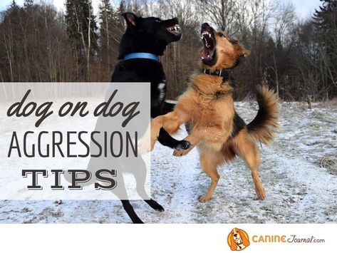 How To Stop Dog Aggression Towards Other Dogs, Dog Aggression Towards Other Dogs, German Schnauzer, Food Aggression In Dogs, Dog Growling, Dog Aggression, Dog In Heat, Dog Body Language, Deaf Dog