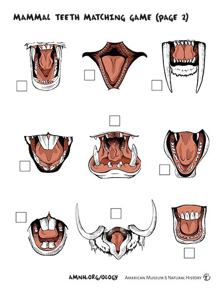 Mammal Teeth Matching Game thumbnail Tooth Preschool, Animal Matching Game, Teeth Drawing, Animal Lessons, Stem Books, Tooth Chart, Different Types Of Animals, Lord Murugan Wallpapers, Animal Teeth