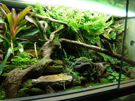 Fish Tanks Ideas, Dart Frog Terrarium, Dart Frog Vivarium, Gecko Vivarium, Vivarium Ideas, Green Tree Python, Bioactive Vivarium, Tree Python, Snake Terrarium