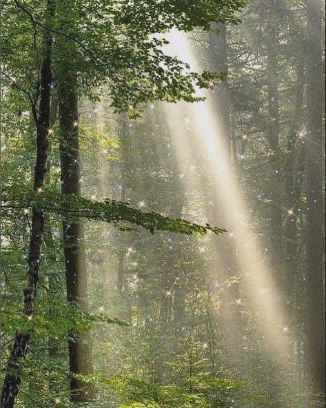 “Oh sweet girl, you should know to never step inside a fairy ring…” 🧚🏼‍♀️🍄🌿✨ Forest Light, Mystical Forest, Magic Forest, Walk In The Woods, Tree Forest, Magical Forest, Beautiful Picture, Nature Aesthetic, Magical Places