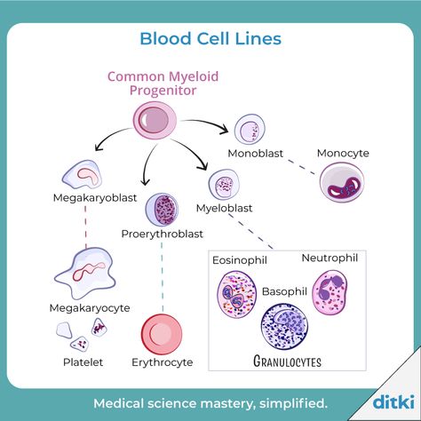 To learn about the rest of the blood cell lines, the Common lymphoid progenitor lineage, see our flashcard: https://ditki.com/course/physiology/glossary/term/blood-cell-lines  #ditki #meded #hematology #bloodcells #redbloodcells #whitebloodcells #medicalscience #USMLE #histology #physiology #humanbiology #commonmyeloidprogenitor #granulocytes #agranulocytes Smartwatch Faces, Red Bone Marrow, Biology Diagrams, Basic Anatomy, Plasma Membrane, Laboratory Technician, Basic Anatomy And Physiology, B Cell, Cell Line