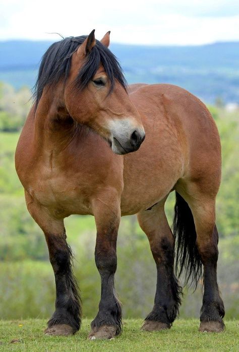 Light Draft Horse, Light Brown Horse, Horse Colours, Draft Horse Breeds, Belgian Horse, Central France, Percheron Horses, Western Pleasure Horses, Pony Breeds