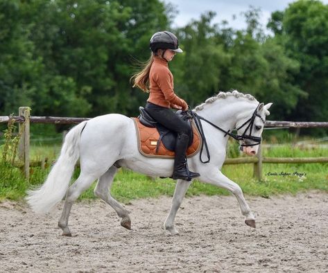 Welsh Pony Dressage, Welsh Ponies, Dressage Fashion, Show Jumping Horses, Welsh Pony, Cute Horse Pictures, Cute Ponies, Mini Horse, Dressage Horses