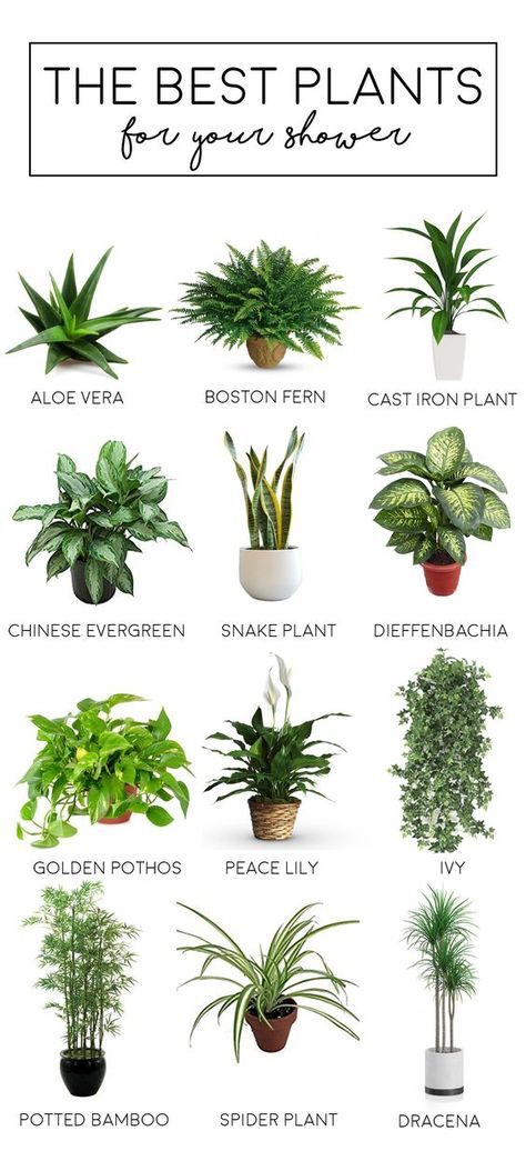 Shower Plants, Indoor Plants Bathroom, Bamboo In Pots, Colour Hallway, نباتات منزلية, Apartment Plants, Inside Plants, Best Plants, Longwood Gardens