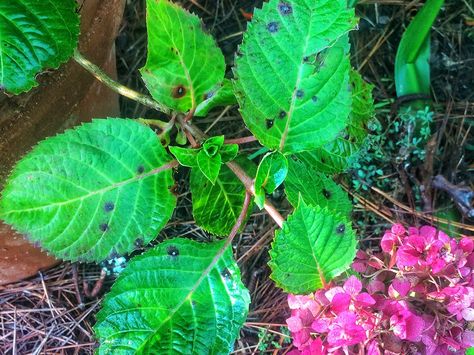 Hydrangea Leaf Spots Hydrangea Plant Care, Hydrangea Leaf, Hydrangea Leaves, Hydrangea Care, Hydrangea Garden, Planting Hydrangeas, Garden Shrubs, Garden Care, Clematis