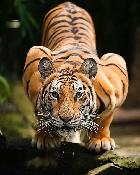 Tiger Photography, Regnul Animal, Bengal Tiger, Majestic Animals, Cheetahs, A Tiger, Large Cats, Animal Planet, Exotic Pets