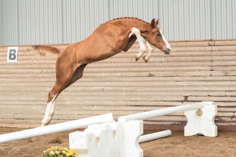 Warmblood Foal, Swedish Warmblood, Outdoors Quotes, Western Pleasure Horses, Don Corleone, Barrel Racing Saddles, Horse Halters, Horse Show Clothes, Horse Anatomy