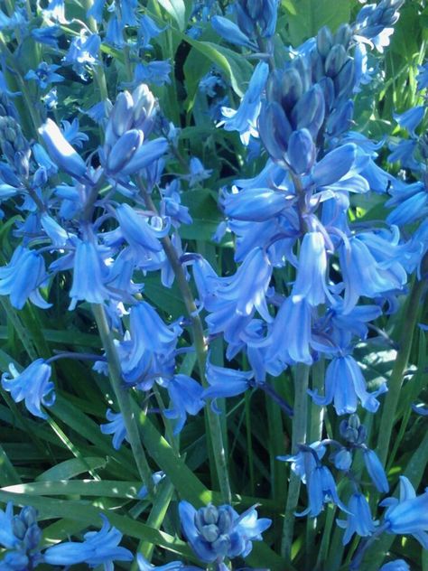 Blue Hyacinths from my Garden Blue Hycanith, Blue Hyacinth Aesthetic, Hycinthia Flower, Hyancith Flower, Hyacinth Aesthetic, Operation Hyacinth, Canterbury Bells, Blue Flowers Garden, Hyacinth Flower