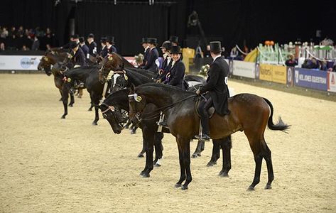 Horse of the Year Show 2018 judges revealed https://trib.al/gUCkLsU Horse Of The Year Show, Horse Photography, Horse Rider, New Shows, Dressage, Ponies, Equestrian, The Year, Vision Board