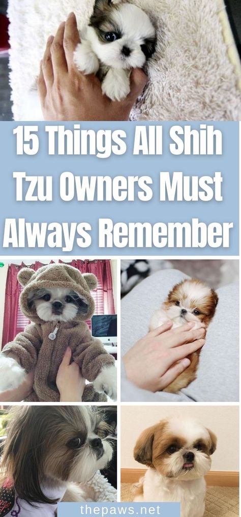 Give your Shih Tzu the best in their short life with the help of this list of 15 things you must always remember. Puppy Haircut Shih Tzu, Shih Tzu Male Haircuts, Shin Tzu Puppies, Shih Tzu Care Tips, Shih Tzu Care, Maltese Shih Tzu Haircuts, Imperial Shih Tzu Haircuts, Female Shih Tzu Haircut, Grooming A Shih Tzu At Home